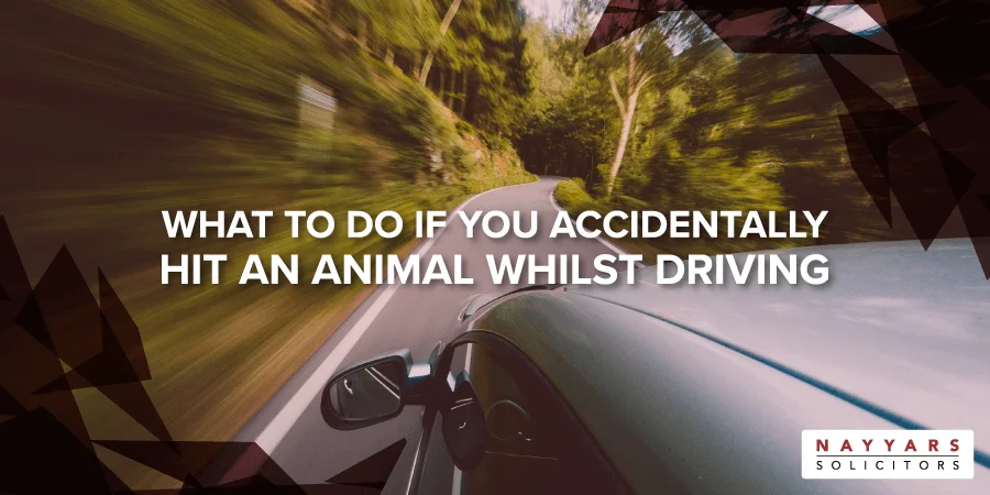 accidentally hit an animal whilst driving